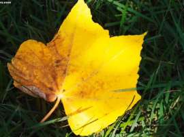 晚期肺癌迈向第5年：3位医生，3套方案，一场与时间的赛跑